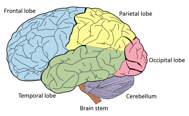 Areas of the brain