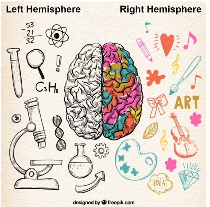 Brain Hemispheres
