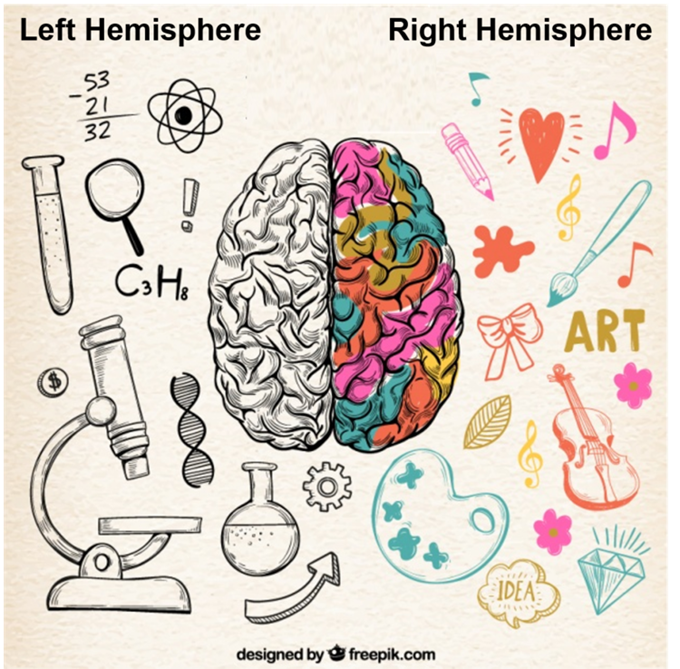 Brain Hemispheres