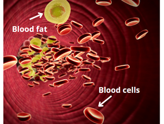 Blood fat and cells