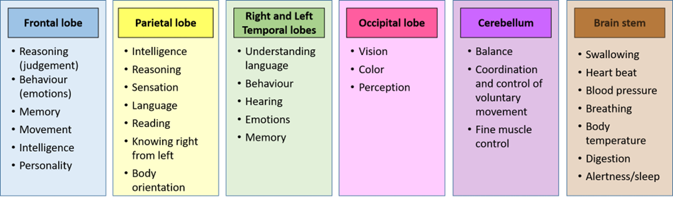 Brain lobe functions